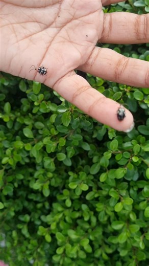 What's in her hands?? 😮 My niece, now 7, have had a fascination with ladybugs in the garden since 1 year old! 🐞 Did you know ladybugs are very important in the garden? Ladybugs feeds on many plant-eating bugs. It can eat up to 5,000 insects in its lifetime! For this reason, some farmers use ladybugs as a natural pest control. #Ladybug 🐞 | Sharleen Khan
