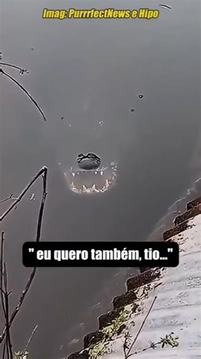 Pq Hipopótamos tem Dentistas?