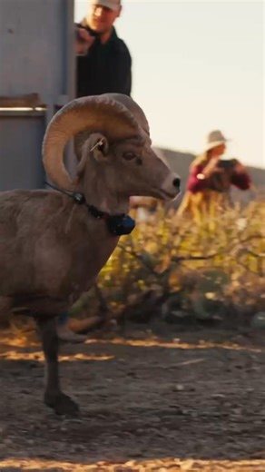 18K views · 145 reactions | A big win for bighorn sheep in Texas!...