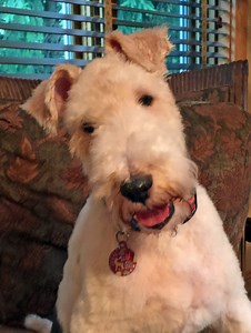 3.3K views · 314 reactions | ARCHIE - This is a little video of Sweet boy Archie after he arrived. He has settled in, went to the groomers and is the happiest boy on the planet. We are still awaiting news from the surgeons on whether there is something that can be done for his deformed rear legs. It breaks your heart to see him struggle. Archie loves giving kisses, loves his pal Fabio and rubbing on him and being part of a family. | WIRE FOX TERRIER RESCUE MIDWEST | Facebook