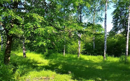 聆听春天的声音 虫鸣 鸟叫 树叶的沙沙声 多画面 白噪音 放松 学习 睡眠 舒缓