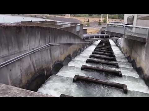 Bonneville Dam Fish Ladder Chinook Salmon And Lampreys