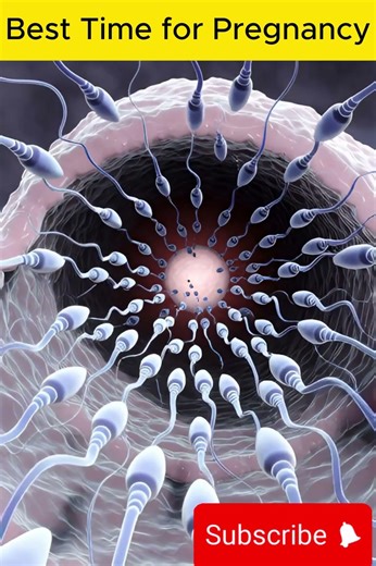 Best Time for Pregnancy 🤰 | Ovulation & Fertility Explained 🔬 #anotomy #science #humanbodysystem
