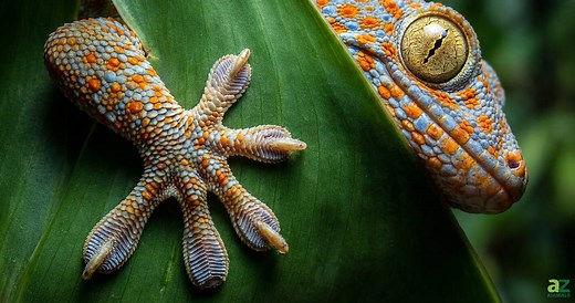 Gecko vs. Lizard: What’s the Difference?