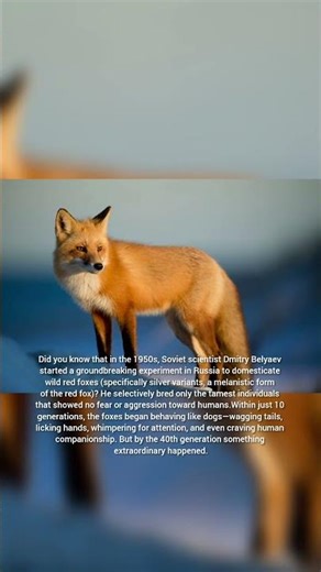 They Turned Wild Foxes Into DOG-LIKE Pets in Just Generations! #FoxDomestication"\r\r#wildlife #dog