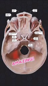 5.2K views · 73 reactions | The anterior cranial fossa comprises a...