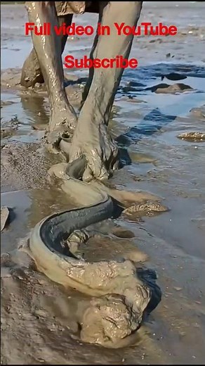 Sundarban fishing amazing fishing video