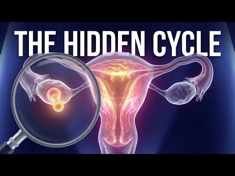 Menstrual Cycle & Ovulation Process: 3D Animation | Phases & Hormones