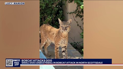 Dog attacked by bobcat recovers in Scottsdale