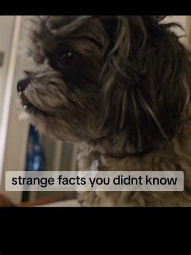 interesting facts you might not know. rocky the dog perched on the couch looking for his next victim. #poodle #cutepuppy #shihtzu