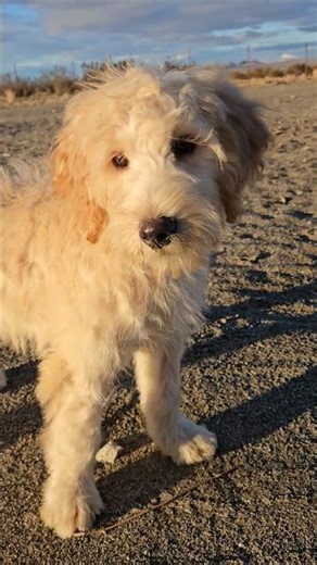 Whoodle Puppy 🐶 Cooper