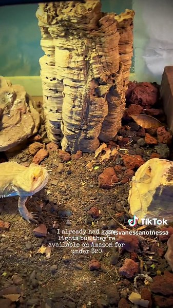 Bearded Dragon Herb Garden DIY: Nova's Plant Paradise