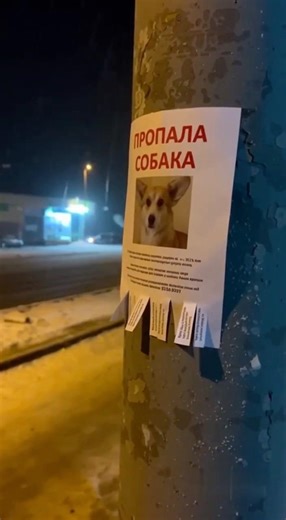Пропал корги - на выручку спешит Сосиска #собака #смех #юмор