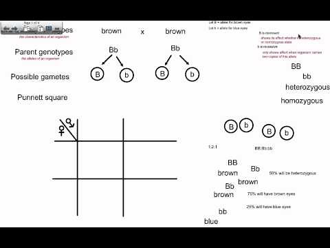 Genetic Crosses - Simple Monohybrid Cross (IB Biology)