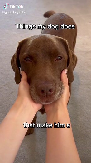 The best boy 🥰 #goodboy #labrador