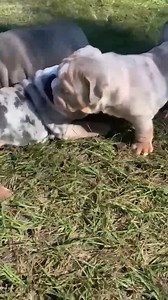 63K views · 2.9K reactions | First time touching grass 殺 | Sissy Taylor | Facebook