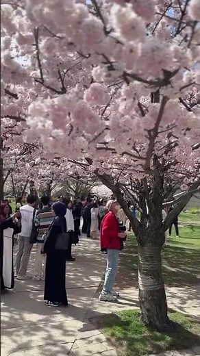 Spring at U of T – University of Toronto