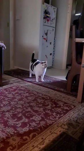 Chonky Cat Talking Huh: Cute Cat TikTok Compilation