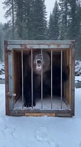 A bear was found locked inside a cage, stressed and confined. Days of captivity had taken a toll. We arrived, opened the cage, and watched him return to freedom. No wild animal belongs in a cage. #BearRescue #CagedBear #WildlifeRescue #EndAnimalCruelty #RescueStory #AnimalWelfare #ProtectWildlife #WildlifeCare #CompassionInAction #HopeForWildlife #WildlifeHeroes #NatureProtection #WildAndFree #SaveWildlife #FreedomMatters | Bold Paws