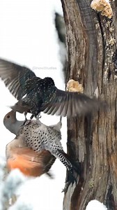 1.5M views · 6.9K reactions | Northern Flicker and a Starling #nature #wildlife #birds #flicker #starling #beautiful #fly #snowfall HA13270 | HAWI Studios | Facebook