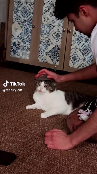 Macky Cat on TikTok