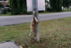 Photos of dead cat hanging from a lamp post angers Netizens | Coconuts