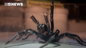 Meet Colossus - He’s the largest EVER male funnel web spider to be handed into the Australian Reptile Park. His fangs are dripping with venom: https://www.9news.com.au/national/2018/03/01/10/24/funnel-web-spider-australian-reptile-park-colossus?ocid=Social-9News #9News | http://9News.com.au | 9 News