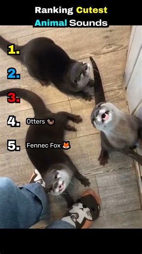 Ranking Cutest Animal Sounds #CuteAnimalSounds #AnimalShorts #CutePets #ViralAnimals