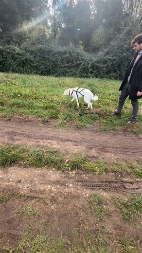 Valerio Di Domenico Educatore Cinofilo CSEN on Instagram: "Nutro una grande stima nei riguardi di chi adotta questi cani A MIO PARERE MOLTO PIÙ COMPLICATI di qualsiasi altra tipologia di cane esistente al mondo 🤣 e aggiungo che stimo moltissimo chi lavora e aiuta cani nei canili tutti i giorni. Quelli del Sud sono proprio cani con difficoltà a se, in quanto nati e cresciuti spesso in realtà disperse dal mondo cittadino, con conseguente deprivazione sensoriale/ ambientale e sociale. Potrei parla