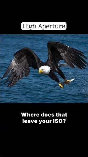 How to Photo Birds in Flight | Eagles