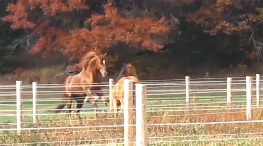 This is our 4mm Finishline Fence in the color white! What a gorgeous fall video. 🍁 #fencesforhorses #installfence #diyhorsefence #pasturefences #stallion