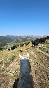 Bringin' the cows home 🌾 🎥: @littlejennieranch Like what you see? Then you'll love our magazine. Subscribe at 👉 workingranchmag.com #WorkingRanchMagazine #YourRanchYourMagazine #BeefCattleProduction #WyomingRanch | Working Ranch Magazine