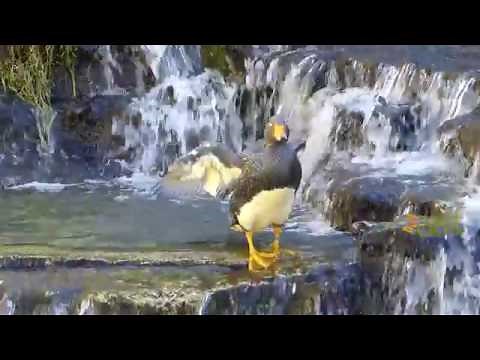 Fuegian steamer duck paddling at Bioparc Zoo de Doué la Fontaine