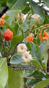 Introduced to Hawai’i￼ in the 1800s, this flower quickly became a favorite. To this day, a lei made with these flowers is special since it’s not in plentiful supply. The fragrance is divine! #puakemikeni #leimaking #hawaiiflowerlei ￼￼ | Hawaii Flower Lei