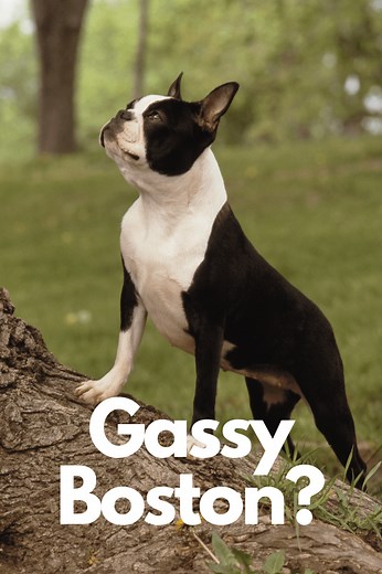5 Reasons Why Boston Terriers Eat Poop (One can be serious) - Boston Terrier Society