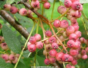 Sorbus hupehensis - Alchetron, The Free Social Encyclopedia