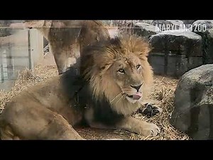 Lion Dental Procedure