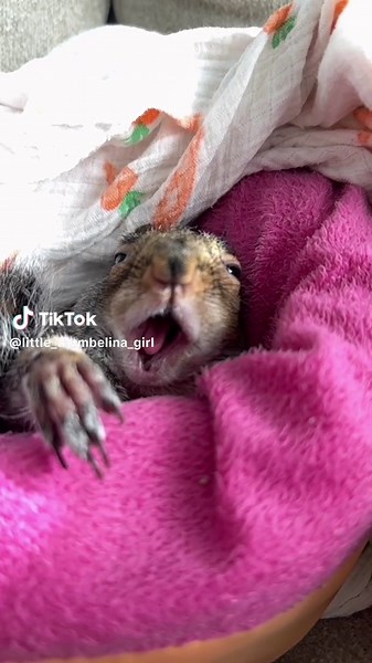 Thumbelina Squirrel Wakes Up: Rise And Shine!