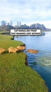 6.5M views · 120K reactions | How patient! 凉   ViralHog #capybara #animals #swimming | UNILAD | Facebook