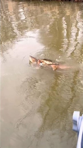 Fishing gone wrong in seconds #fishing #fail