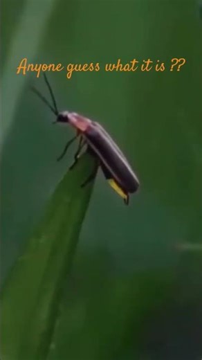 🌌 Bugs 💫💫 Illuminating the Night! 🌌 #shorts #bugs