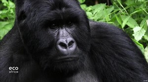 Saving the last wild Gorillas in Rwanda