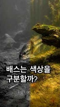 Can Bass Distinguish Colors?