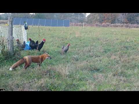 Fox Chicken Thief