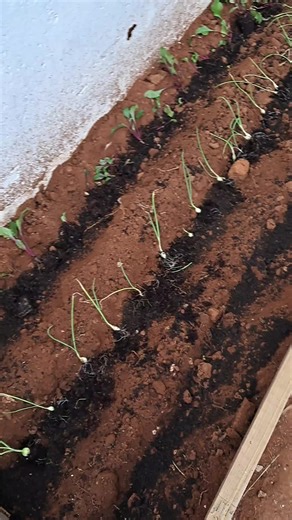 Planting vegetables with worm compost (vermicast)