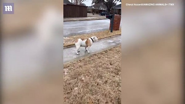 Texas dogs slide around after storm leaves sheet of ice on sidewalks