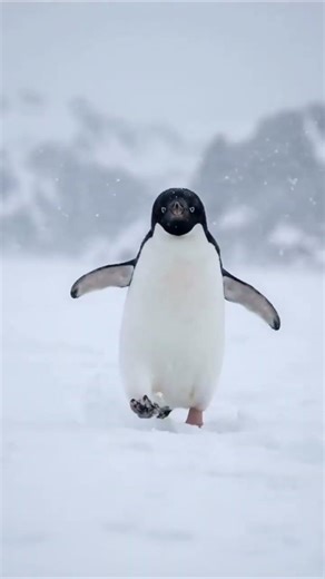 it didn't mean he stopped #penguin #butwhy #sad #viral #explorepage The "Nihilist Penguin"
