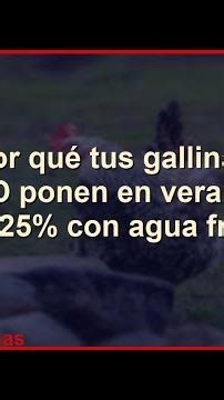 Por qué tus gallinas NO ponen en verano (+25% con agua fría #Shorts