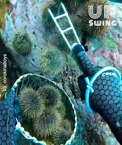 144K views · 43 reactions | "There are 950 different species of sea...