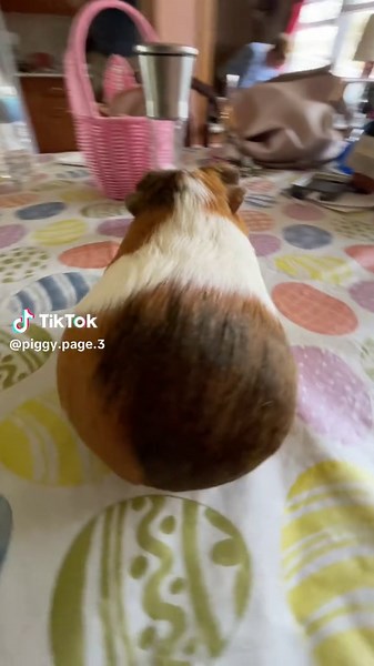 Maisy's Adorable Guinea Pig Wiggle Compilation